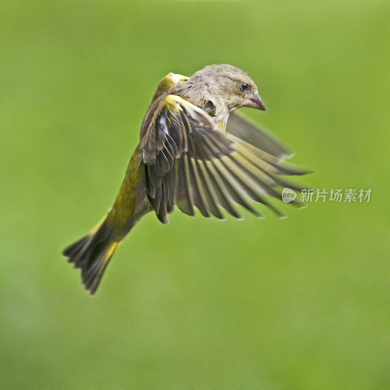 European Greenfinch (Carduelis chloris) in flight